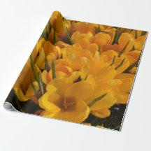 Gelber Krokus flavus - Goldgelbe Blüten