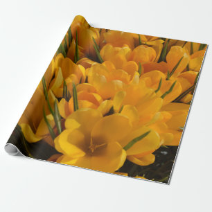 Gelber Krokus flavus - Goldgelbe Blüten Geschenkpapier