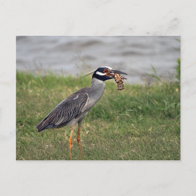 Gelber Kronennachts-Heron, der einen Crawdad isst Postkarte (Vorderseite)