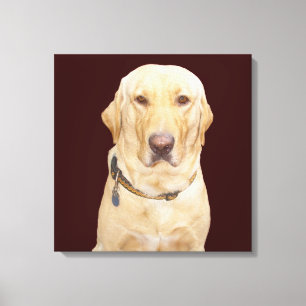 Gelber Labrador Leinwanddruck