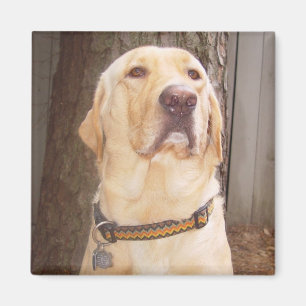 Gelber Labrador Magnet