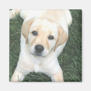 Gelber Labrador-Retriever-Kühlschrank-Magnet Magnet