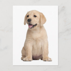 Gelber Labrador Retriever Welpe Hund Postkarte