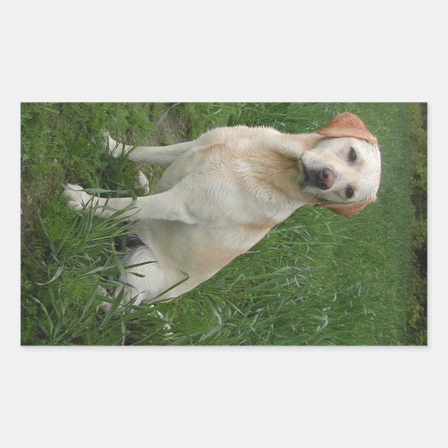 Gelber Labrador sitzt Rechteckiger Aufkleber (Vorderseite)