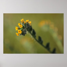 gelber Landsmann Poster