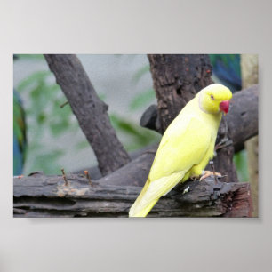 Gelber Lutino RingNecked Parakeet in einem Baum Poster