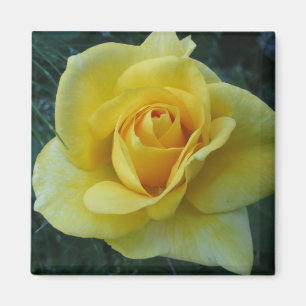 Gelber Magnet Rose2