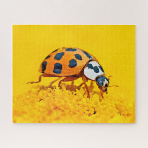 Gelber Marienkäfer, Puzzle