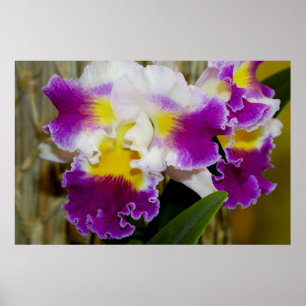Gelber Maroon und weißes Orchid-Poster Poster