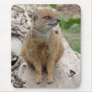 Gelber Mungo Mousepad