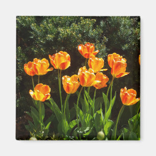 Gelber Orange-Tulip-Magnet Magnet