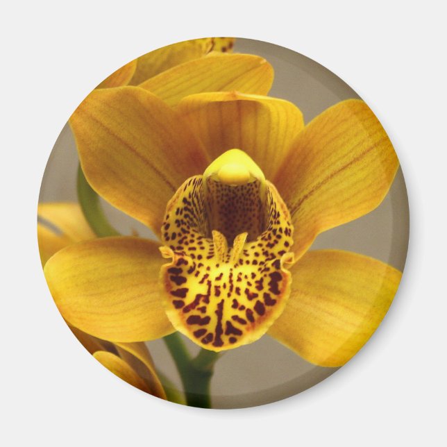 Gelber Orchid-Magnet Magnet (Vorne)