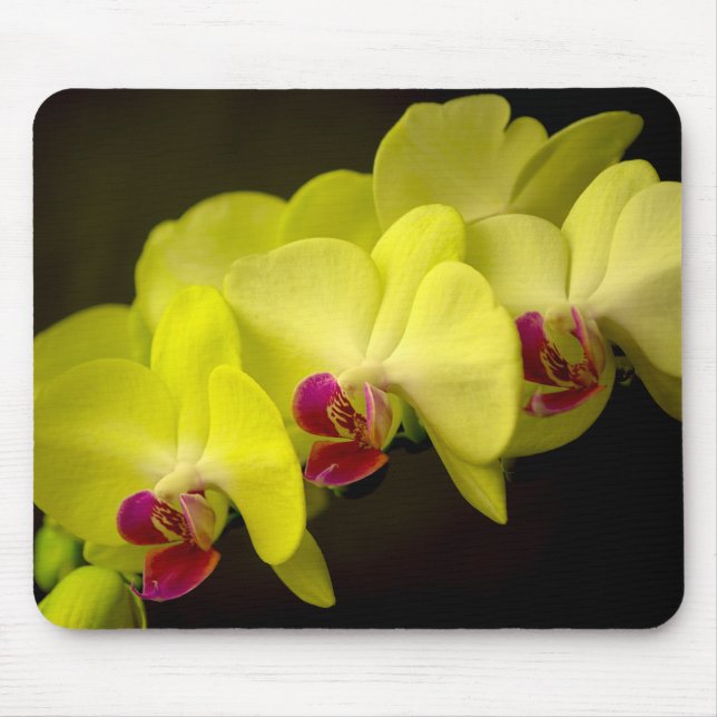 Gelber Orchid - Mousepad (Vorne)