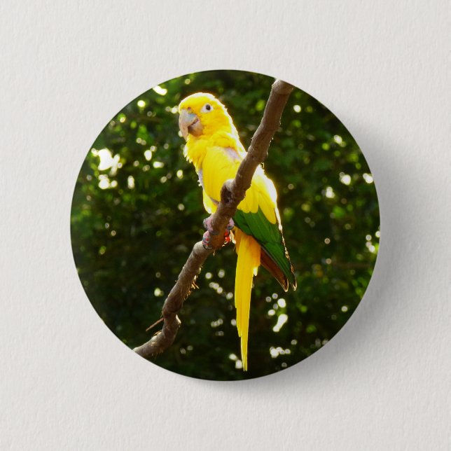 Gelber Papagei Button (Vorderseite)