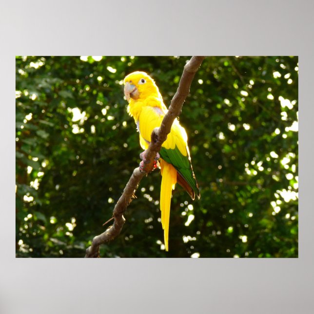 Gelber Papagei Poster (Vorne)
