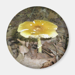 Gelber Pilz-Magnet Magnet
