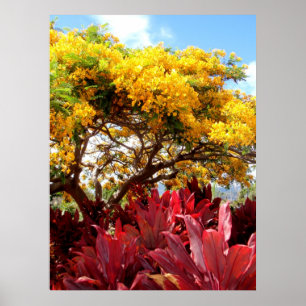 Gelber Poinciana Baum und rote Ti-Pflanzen Poster