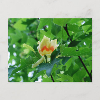 Gelber Poplar Tulip Postkarte