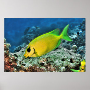 Gelber Rabbiter Poster