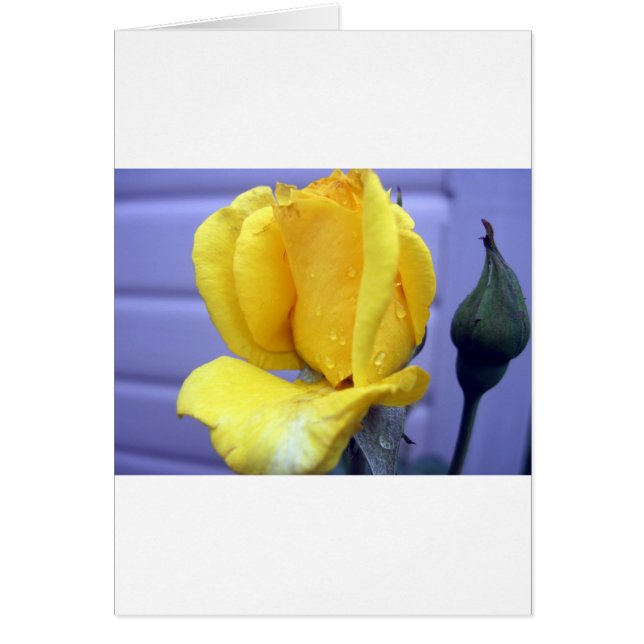 Gelber Rodebud (Vorne)