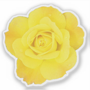 Gelber Rosen-Freundschaftstag Freunde Hochzeiten F Aufkleber