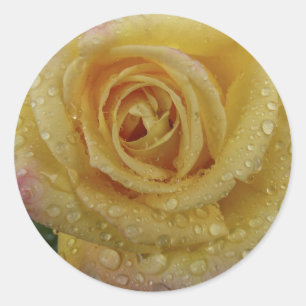 Gelber Rosenaufkleber Runder Aufkleber
