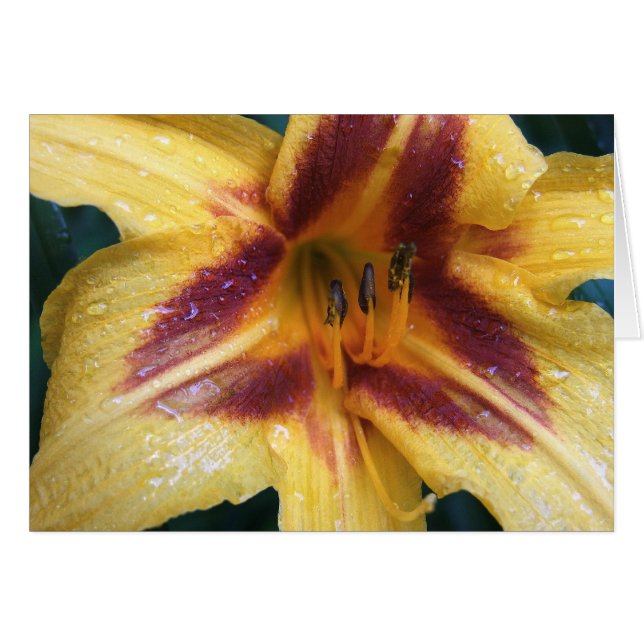 Gelber roter Funken (Vorderseite (Horizontal))