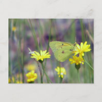 Gelber Schmetterling auf gelber Blume