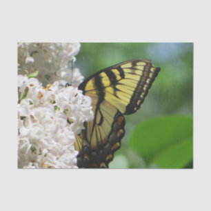 Gelber Schmetterling auf weißen Fliedern Seidenpapier