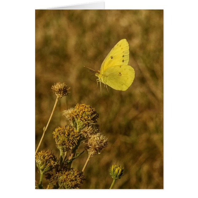 Gelber Schmetterling Herbstblumen  (Vorne)