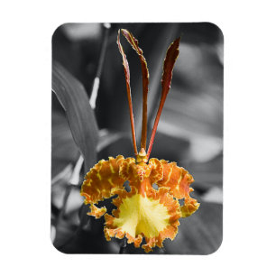 Gelber Schmetterling Orchid-Blume Magnet