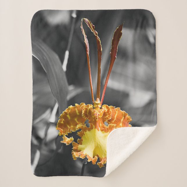 Gelber Schmetterling Orchid-Blume Sherpadecke (Vorderseite)