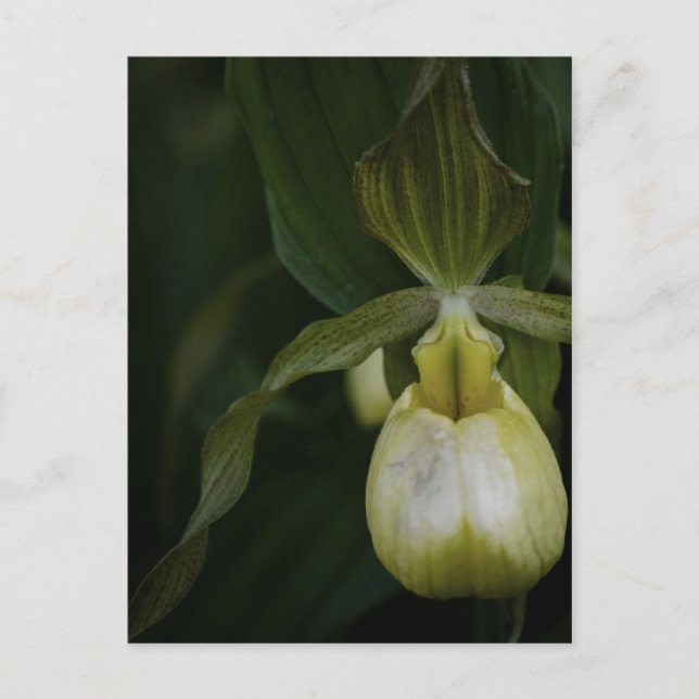 Gelber Slipper 2 Postkarte (Vorderseite)