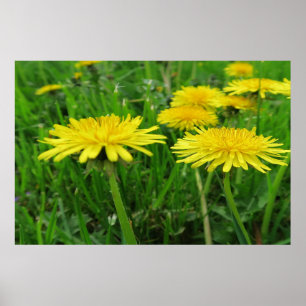 gelber Sommerblumenposter Poster