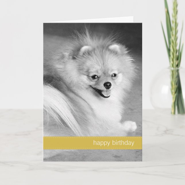 Gelber Spitz Happy Birthday Card Karte (Vorderseite)
