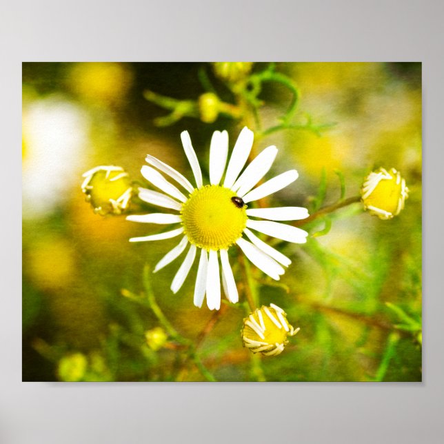 Gelber Traum der Natur Poster (Vorne)