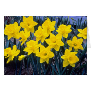 Gelber Trumpet Narcissi, 'King Alfred'-Blume