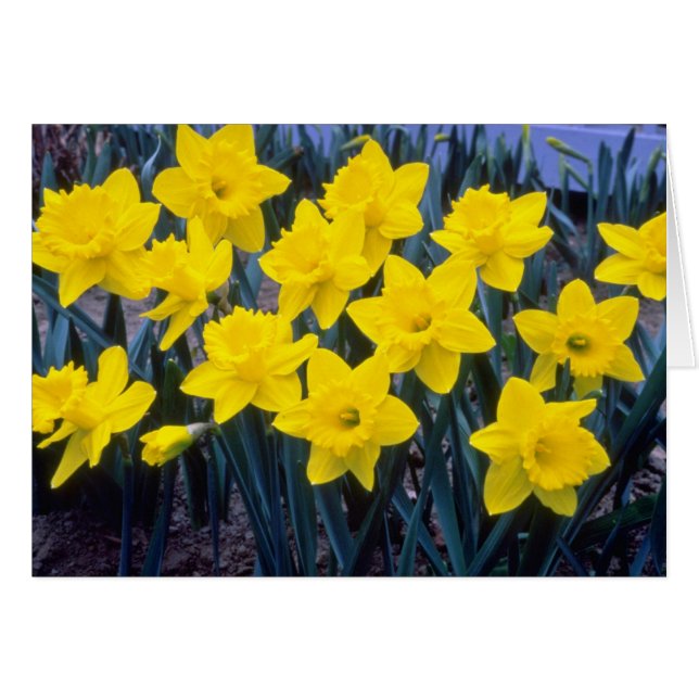 Gelber Trumpet Narcissi, 'King Alfred'-Blume (Vorderseite (Horizontal))