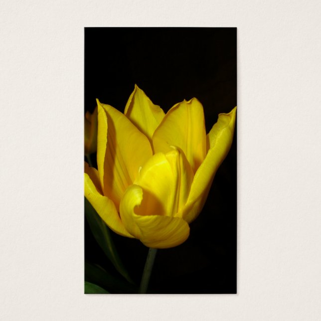 Gelber Tulip (Vorderseite)