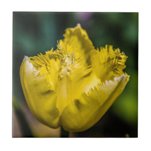 Gelber Tulip Fliese