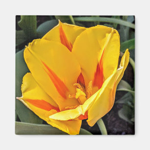 Gelber Tulip im Blumenmagnet Magnet