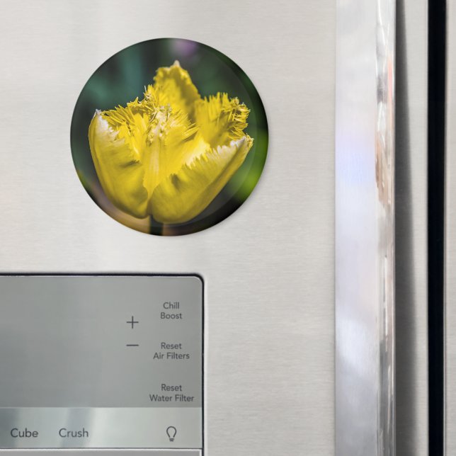 Gelber Tulip Magnet (In Situ (Kühlschrank))