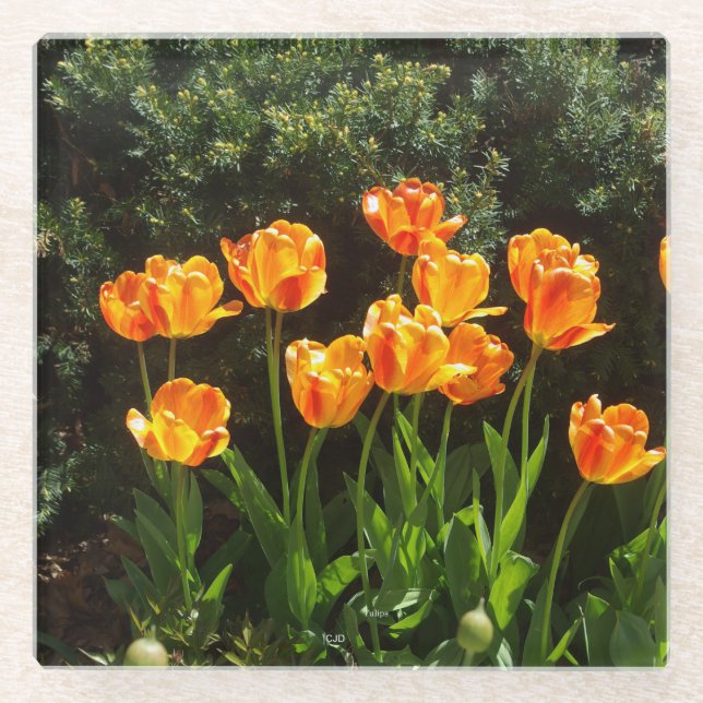 Gelber Tulip-Untersetzer Glasuntersetzer (Vorderseite)