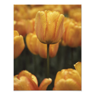 Gelber Tulpen-Fotoabzug Fotodruck