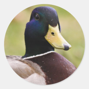 Gelber u. blauer Enten-Aufkleber Runder Aufkleber