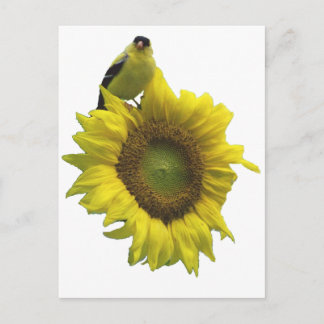 Gelber Vogel auf gelber Sonnenblume. Postkarte