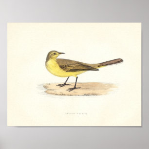 Gelber Wagtail-Druck Poster