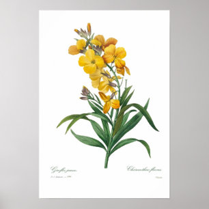 Gelber Wallflower Poster