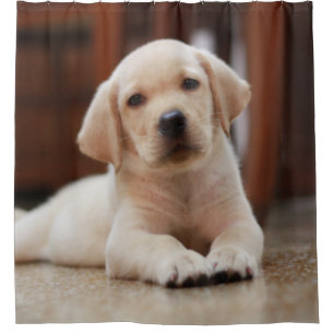 Gelbes Baby-Labrador Welpenhund auf Bauch Duschvorhang