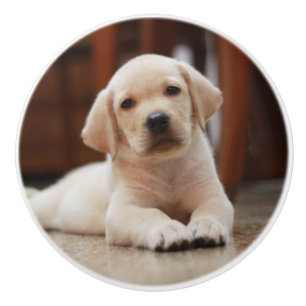 Gelbes Baby-Labrador Welpenhund auf Bauch Keramikknauf